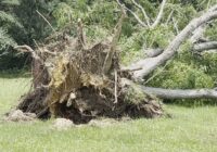 EF-1 tornado snaps trees and damages homes in South Carolina