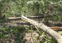 EF-1 tornado touches down in Chapin, toppling trees and damaging roads