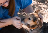 Kerrville Pets Alive! offering stations for people and pets amid flash floods