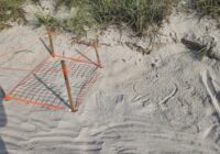Topsail turtle nests face risk from high tides as Hurricane Erin approaches
